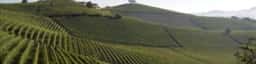 Winery Farm Revello Piedmont