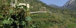 Wines and vines of the Amalfi coast